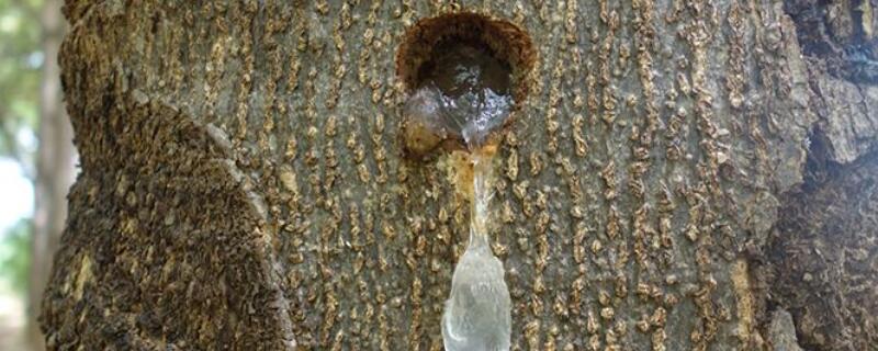 樹上掉的粘液怎麼處理