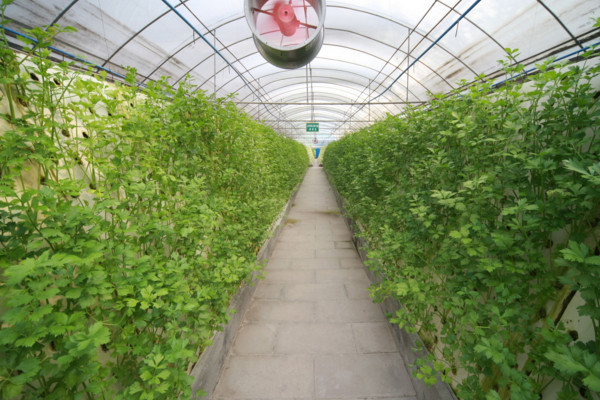 大棚蔬菜種植技術