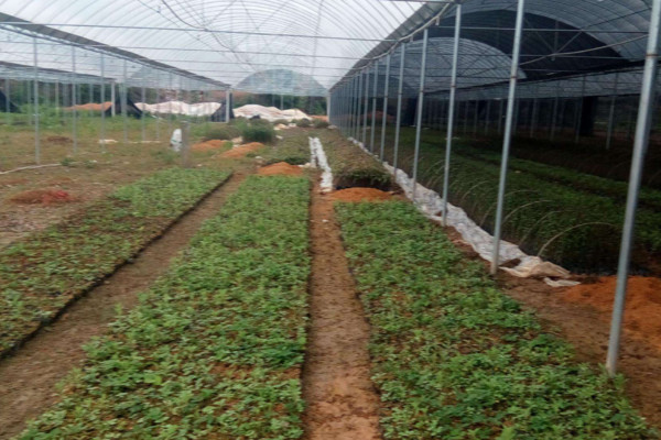 大棚蔬菜種植技術