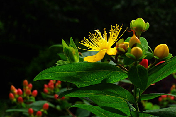 紅果金絲桃花語是什麼