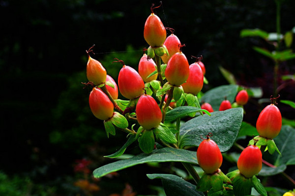 紅果金絲桃花語是什麼