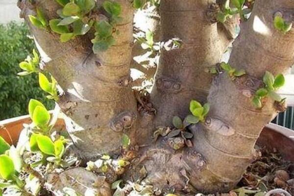 玉樹枝幹爛了怎麼辦