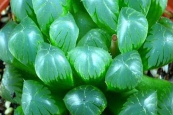 玉露灰了怎麼變綠