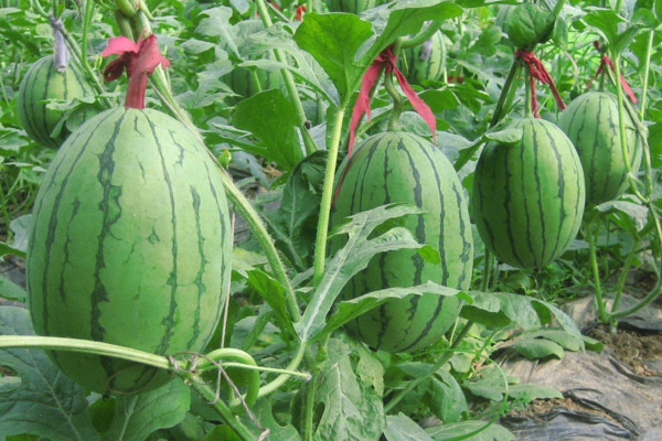 西瓜種植技術
