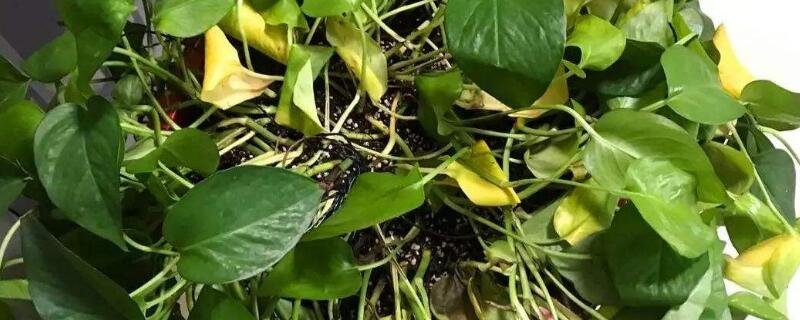花卉葉子黃是怎麼回事