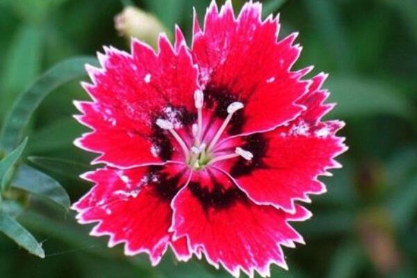 石斛開花後如何修剪