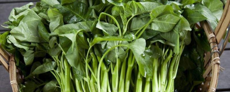 空心菜發黃是怎麼回事