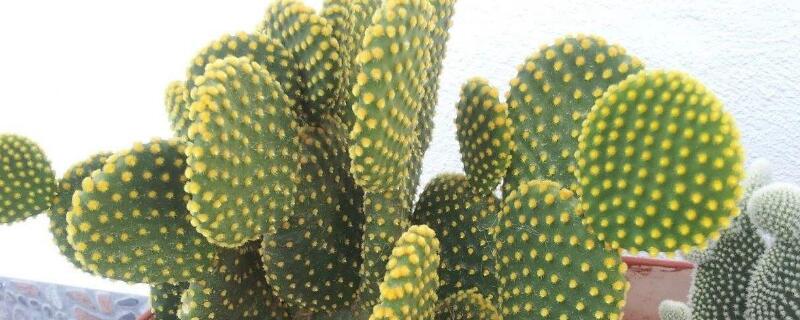 黃毛掌怎麼修剪