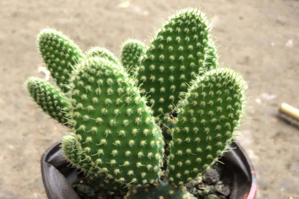 黃毛掌怎麼修剪