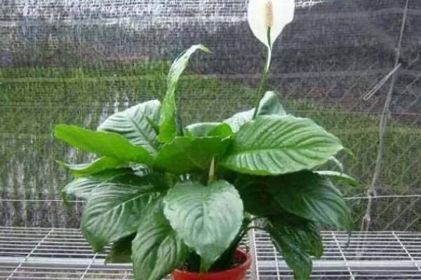 一帆風順隻長葉不開花