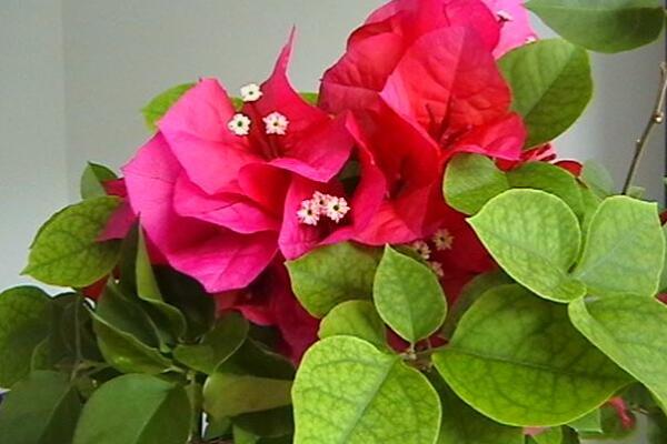 三葉梅不開花是怎麼回事