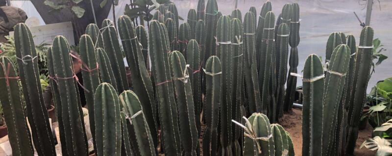 天輪柱怎麼養