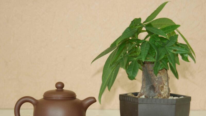 發財樹的修剪方法