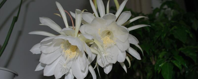 曇花葉子太長怎麼修剪