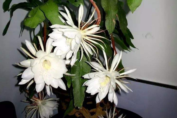 曇花葉子太長怎麼修剪