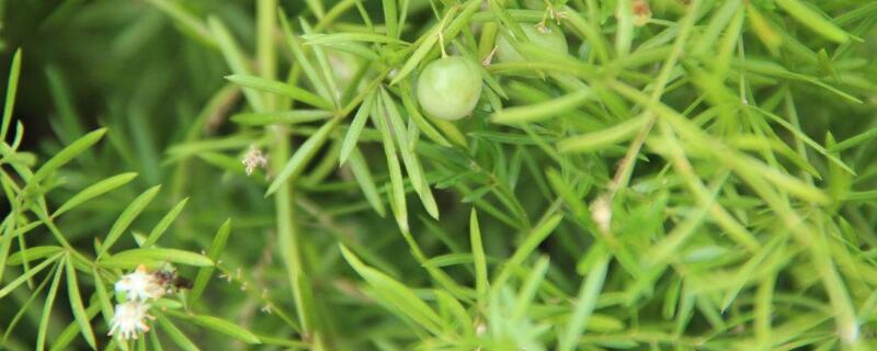 天門冬怎麼修剪