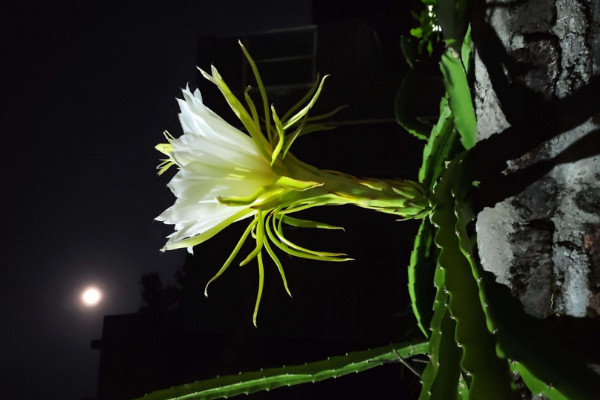 曇花氣根是怎麼回事