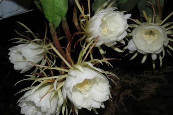 曇花氣根是怎麼回事