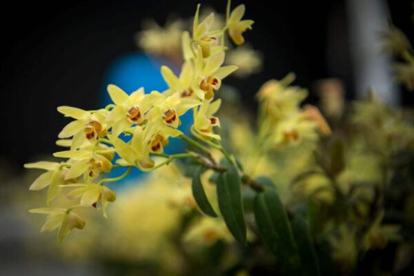 石斛開過花老枝怎麼辦