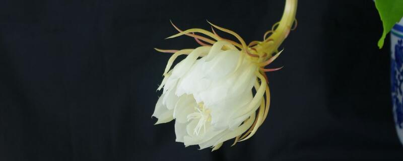 曇花長氣根怎麼處理