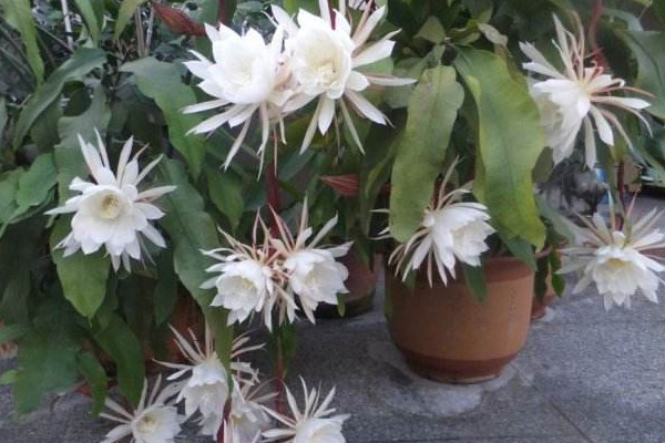 曇花長氣根怎麼處理