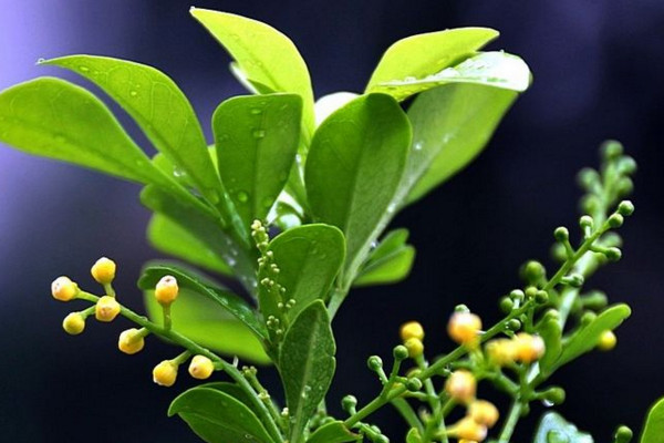 米蘭夏天怎麼澆水