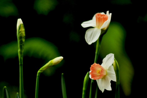 關於水仙花的知識