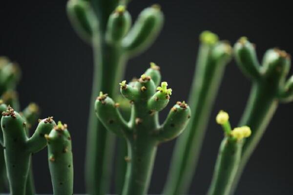 綠玉樹怎麼繁殖