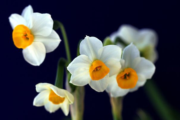 水仙不開花怎麼辦