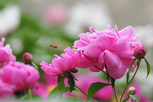鮮切花芍藥花的養護