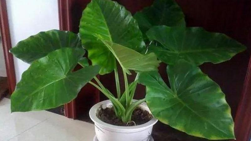 滴水觀音葉子發黃怎麼辦,及時改善養護環境