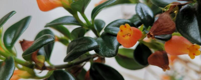 小金魚花怎麼養肯開花