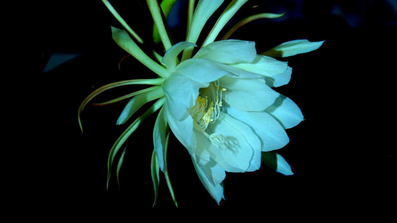 曇花怎麼養