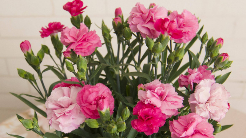 盆栽康乃馨怎麼養