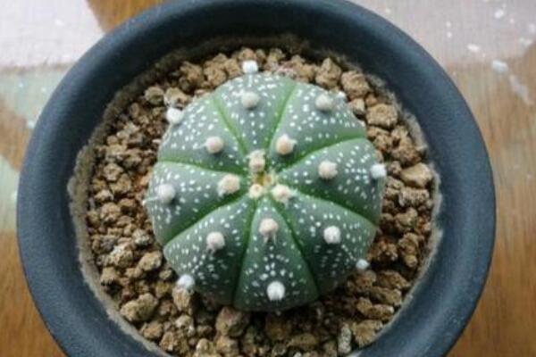 星兜的養殖方法