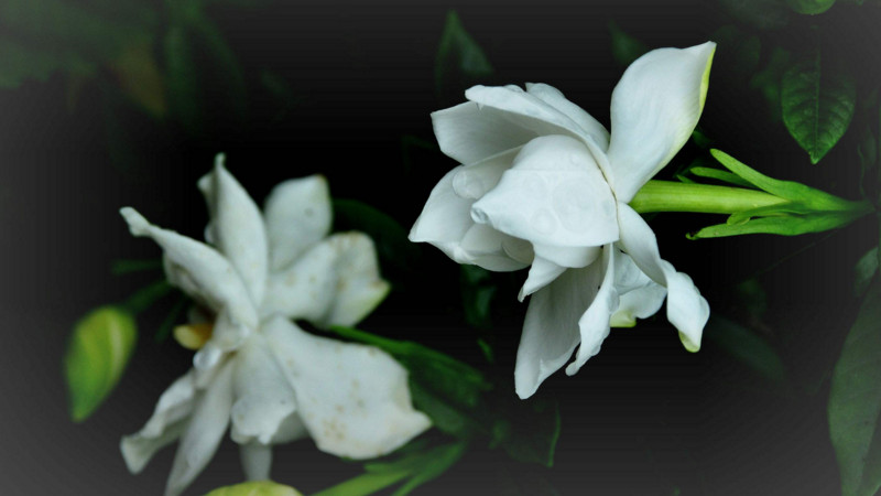 梔子花花期是什麼時候