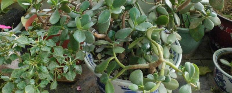 玉樹老樁怎麼插