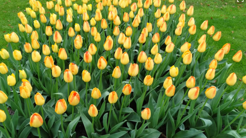 黃色鬱金香花語