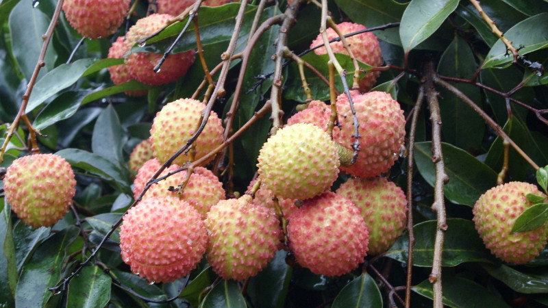 荔枝怎麼保存