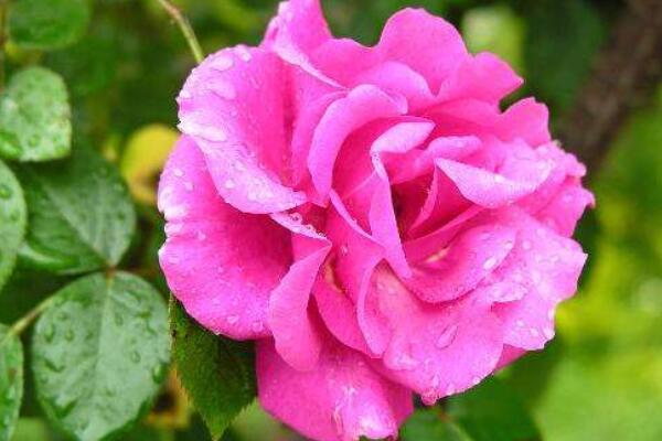 種薔薇花用什麼土