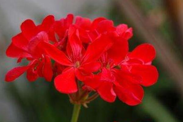 狀元紅花的來曆
