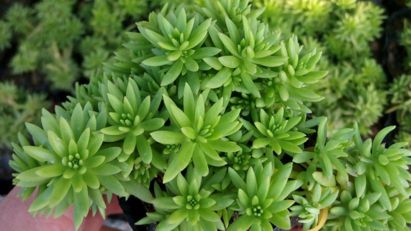 佛甲草有毒嗎,佛甲草無毒可放心養殖