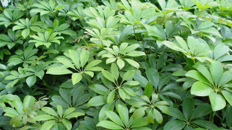 鵝掌柴怎麼修剪,不同時期修剪方式有所不同
