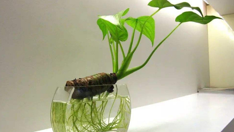 水培綠蘿的養殖方法,綠蘿水培怎麼養