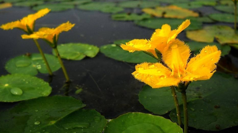 水生植物怎麼養