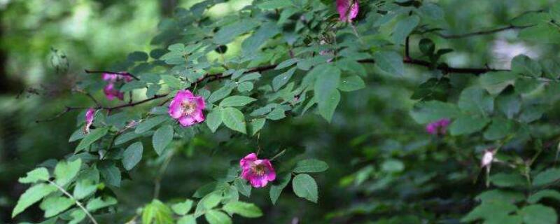 野生薔薇是什麼樹