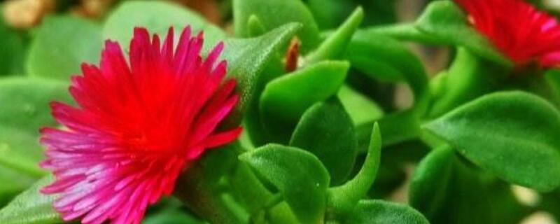 心葉日中花怎麼不開花