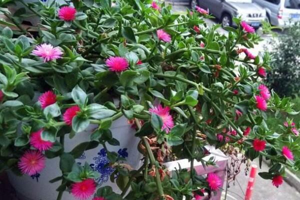 心葉日中花怎麼不開花