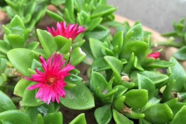 心葉日中花怎麼不開花