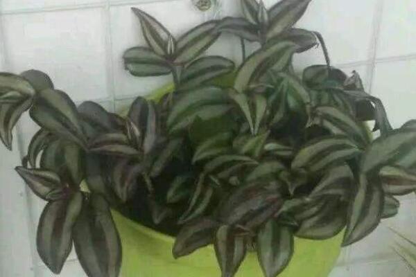 鴨蹠草吊蘭怎麼養